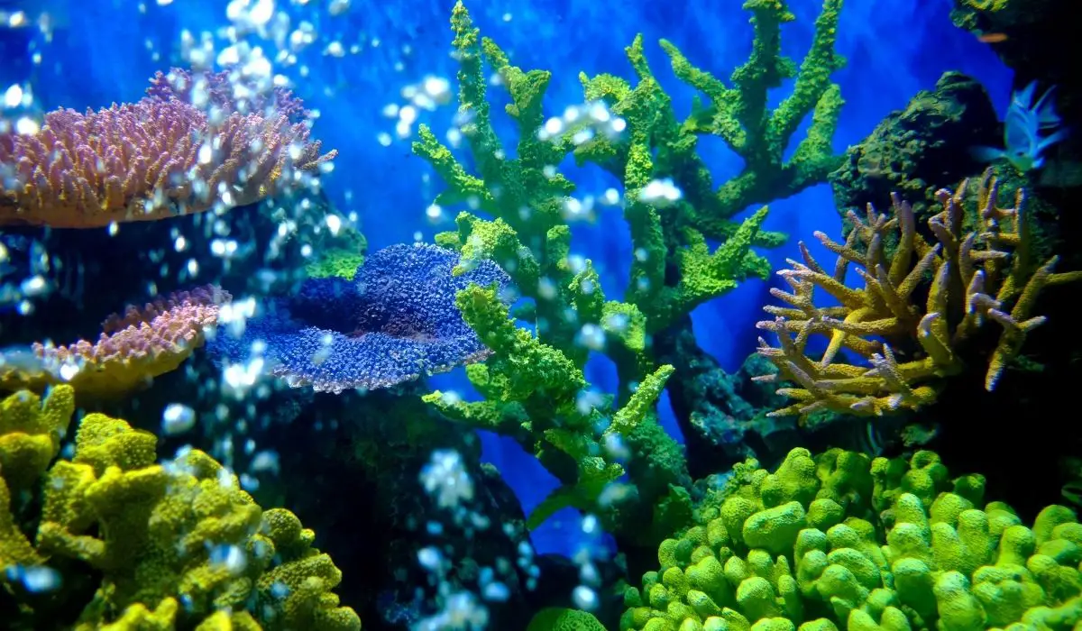 5 Best Aquarium Plants For Oxygen