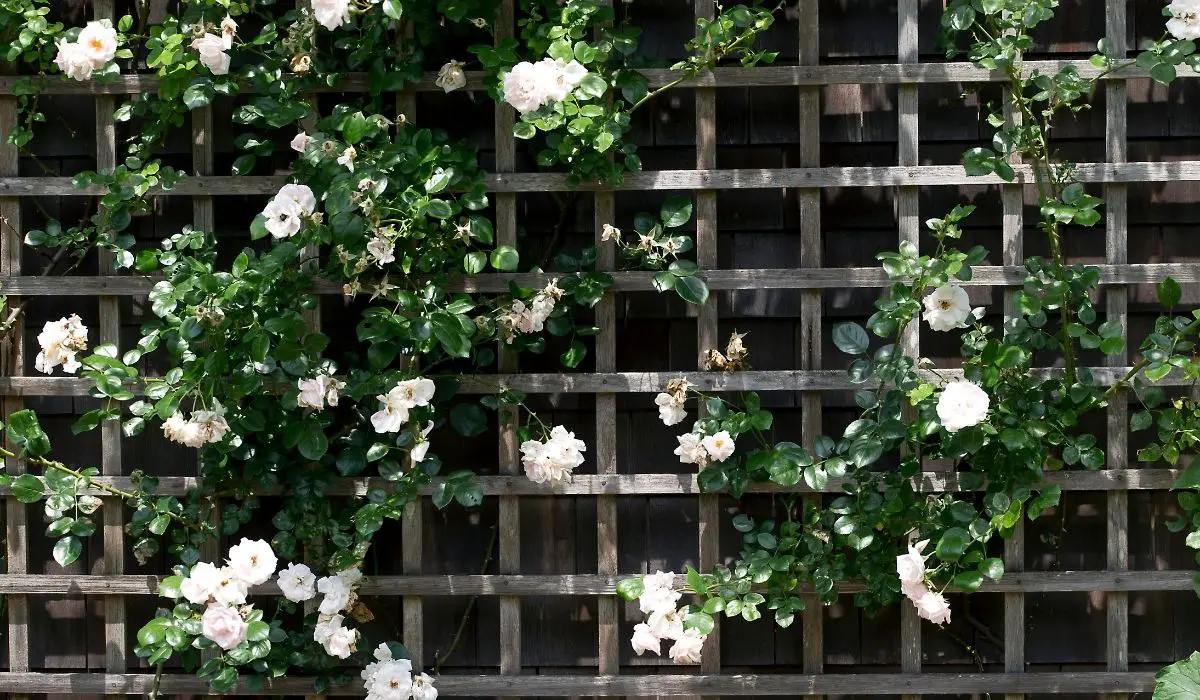 A Look Into The Best Trellis For Potted Plants