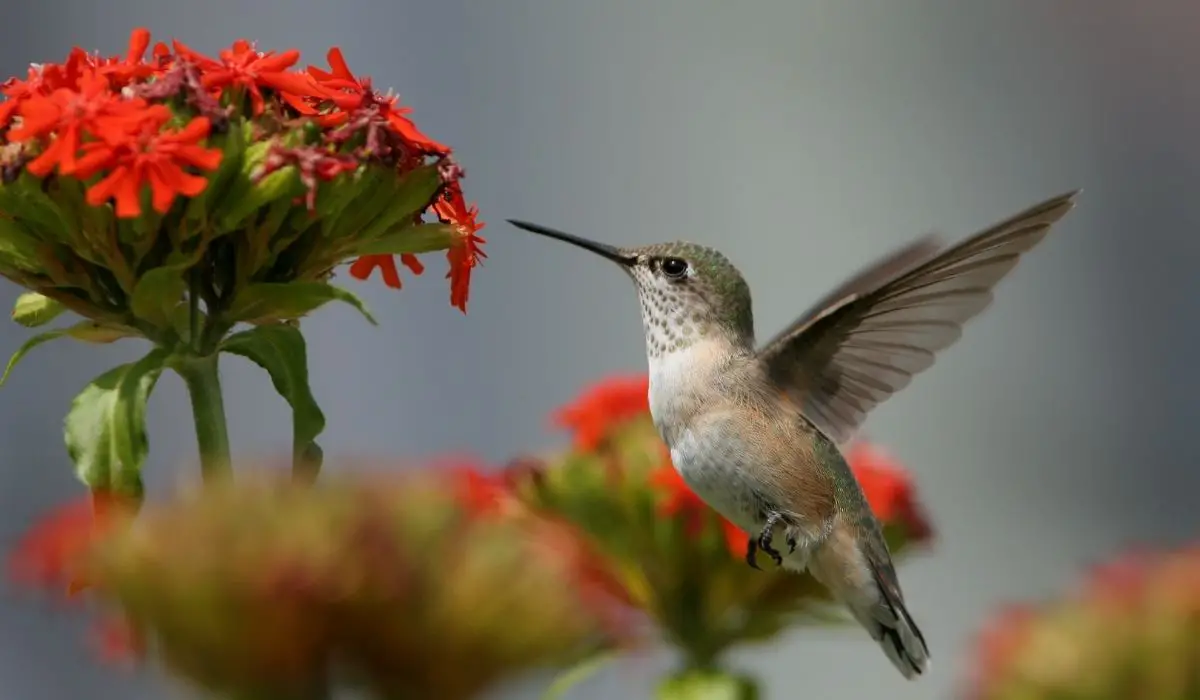 Best Hanging Plants For Hummingbirds