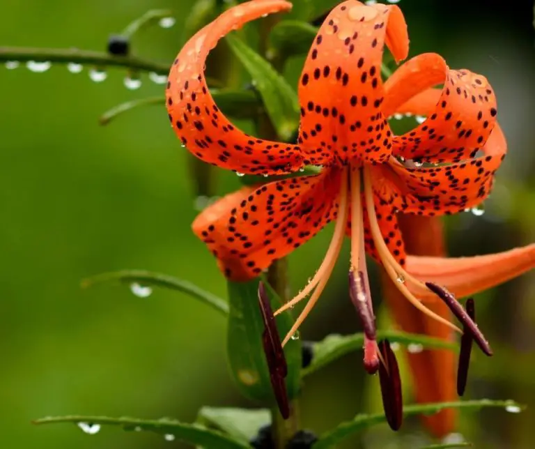 How Deep to Plant Tiger Lily Bulbs? Gardening Slash