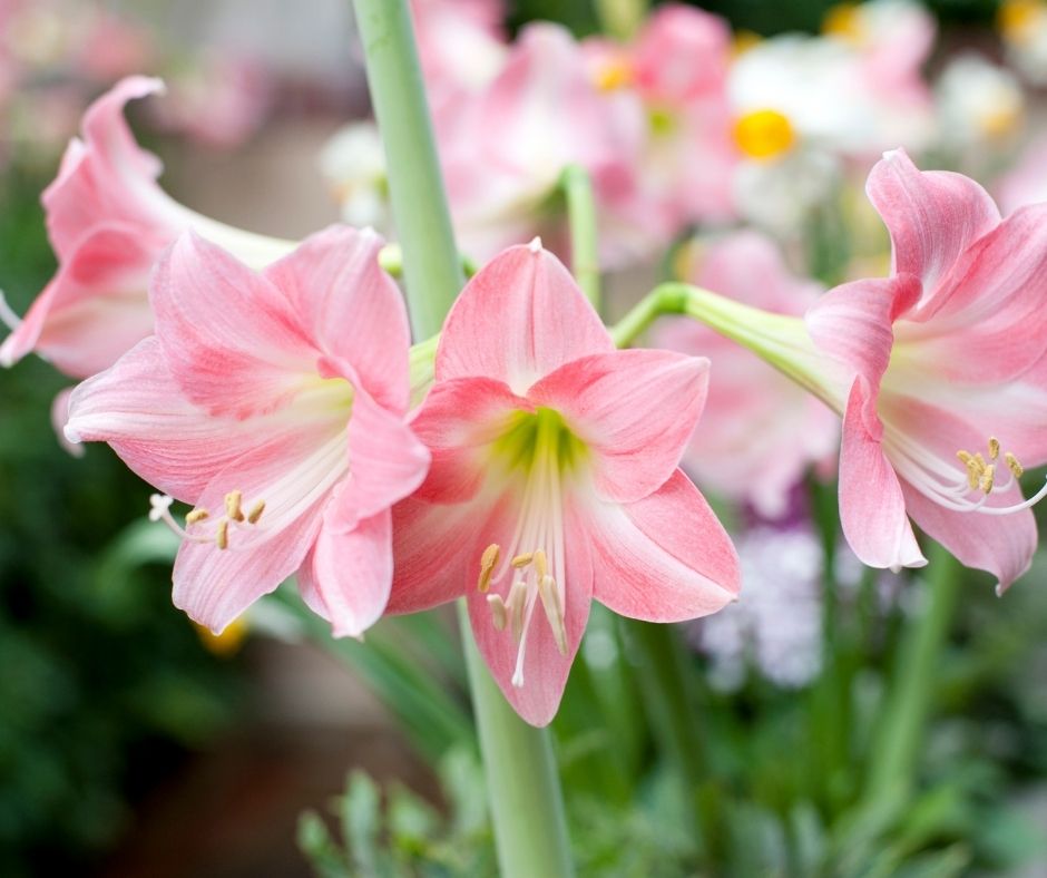 How Far Down Do I Cut My Lilies Gardening Slash