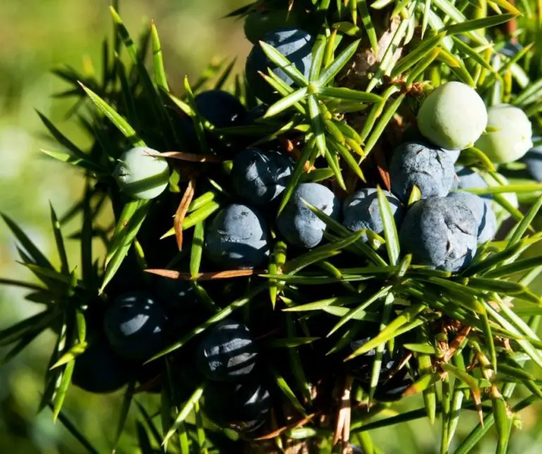 How Fast Does Blue Rug Juniper Grow? Gardening Slash