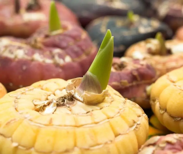 How Long Before Gladiolus Bulbs Sprout? Gardening Slash