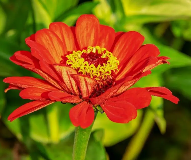 How Long Do Zinnia Blooms Last? Gardening Slash