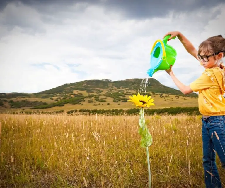 How Often Should I Water Sunflowers? Gardening Slash