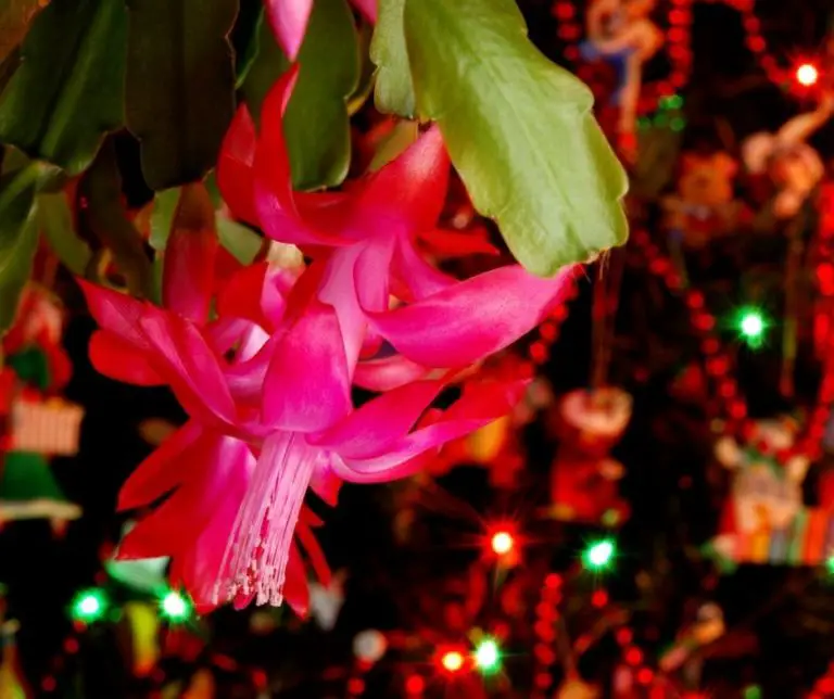 How to Cut Back a Christmas Cactus? Gardening Slash