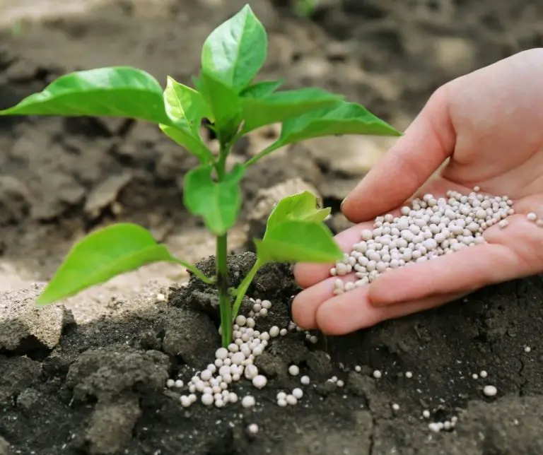 How to Fertilize Sunflowers? Gardening Slash