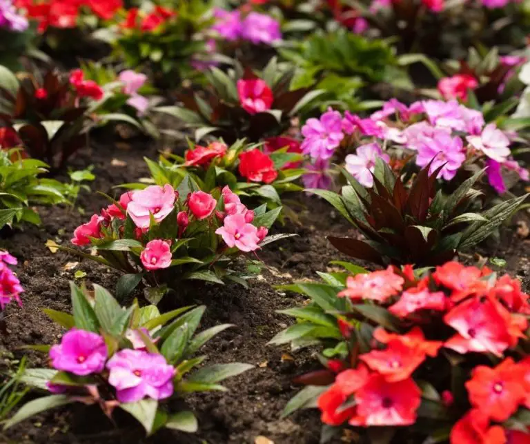 How to Grow Impatiens Indoors? Gardening Slash