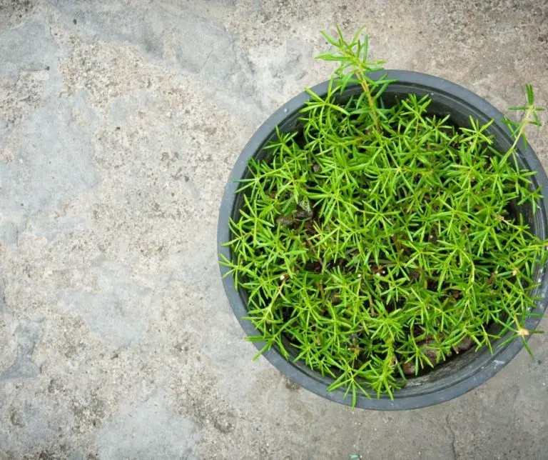 How to Harvest Rosemary Without Killing the Plant? Gardening Slash