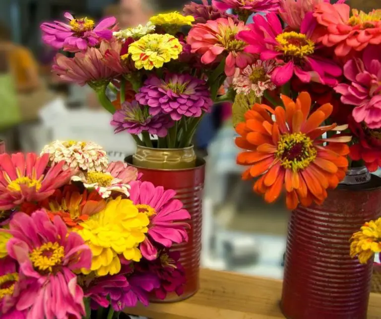 How to Keep Zinnias from Falling over? Gardening Slash