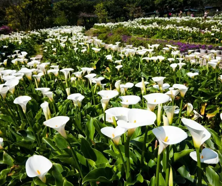 How to Make Calla Lilies Bloom? Gardening Slash