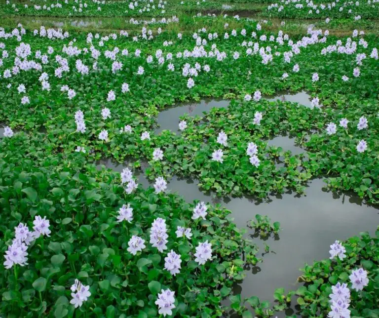 How To Store Hyacinth Bulbs After Flowering IN Water? Gardening Slash