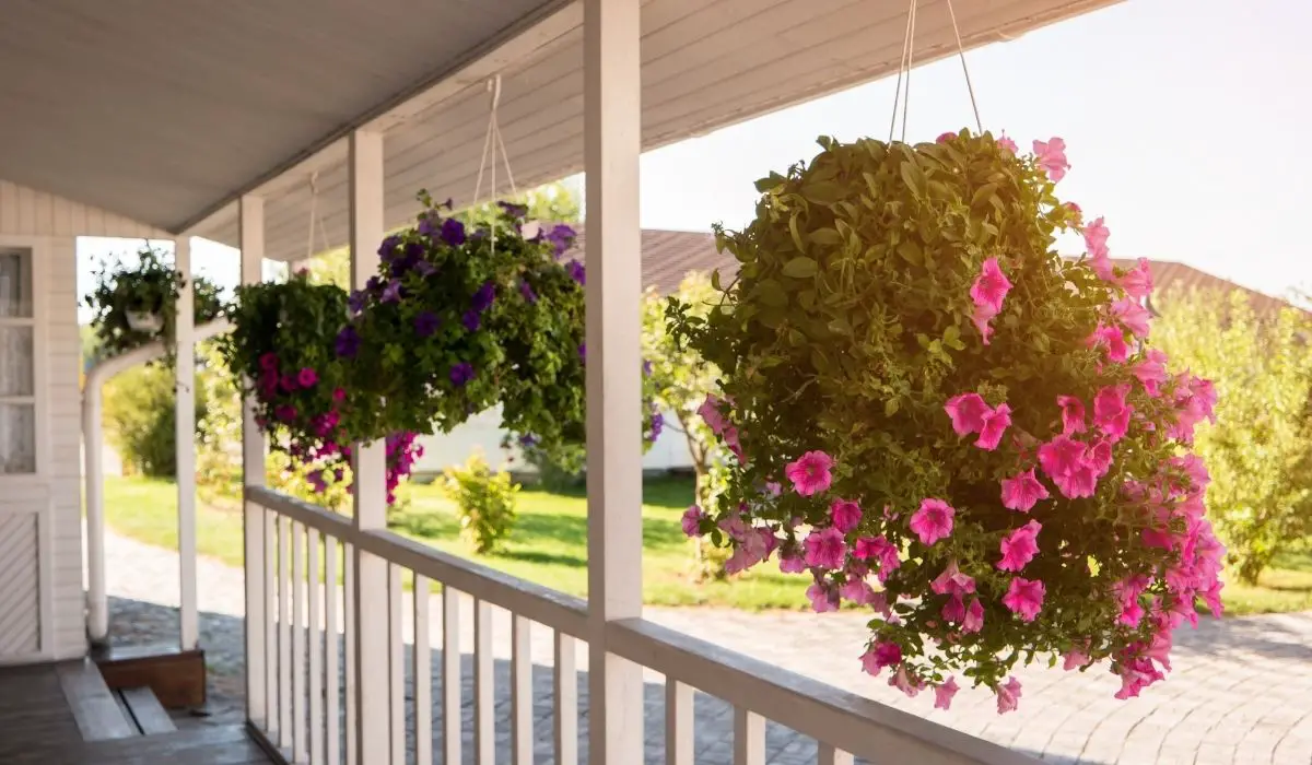 The Best Hanging Plants For Shaded Porch