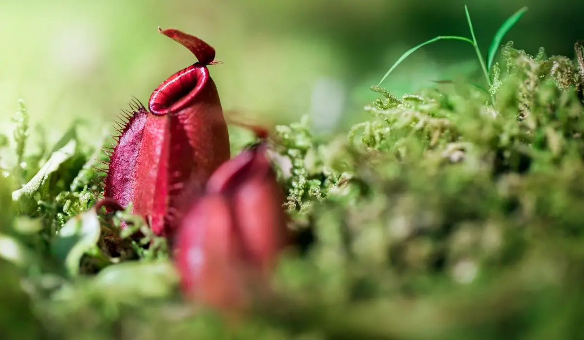 The Best Soil For Pitcher Plants