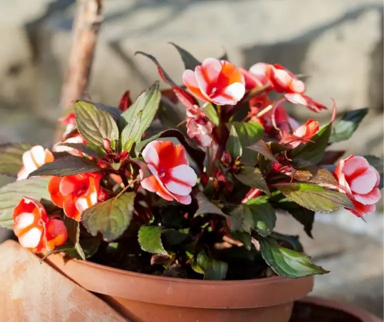 How to Get Begonias to Bloom? Gardening Slash