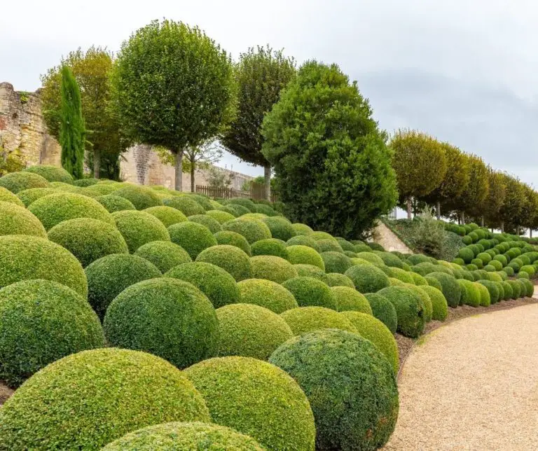 How Far Apart To Plant Winter Gem Boxwood? Gardening Slash
