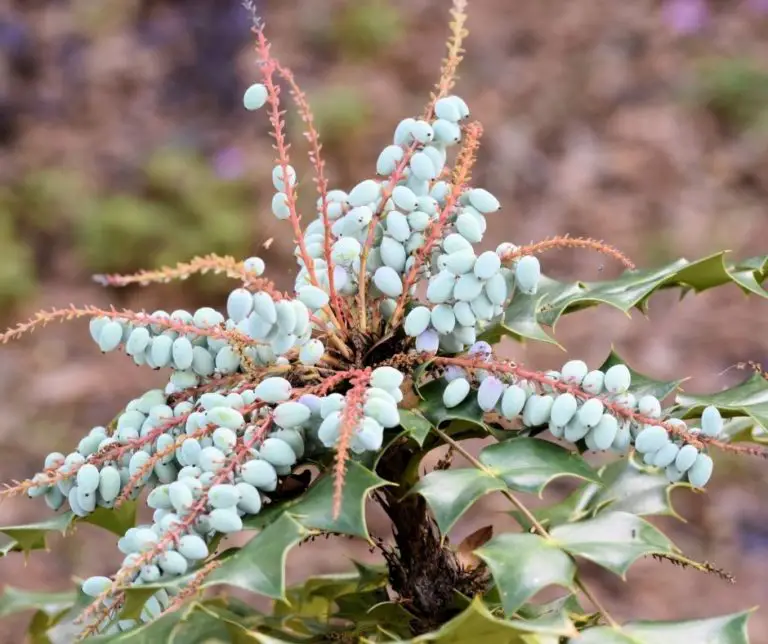 How Fast Does Holly Grow? A Comprehensive Guide Gardening Slash