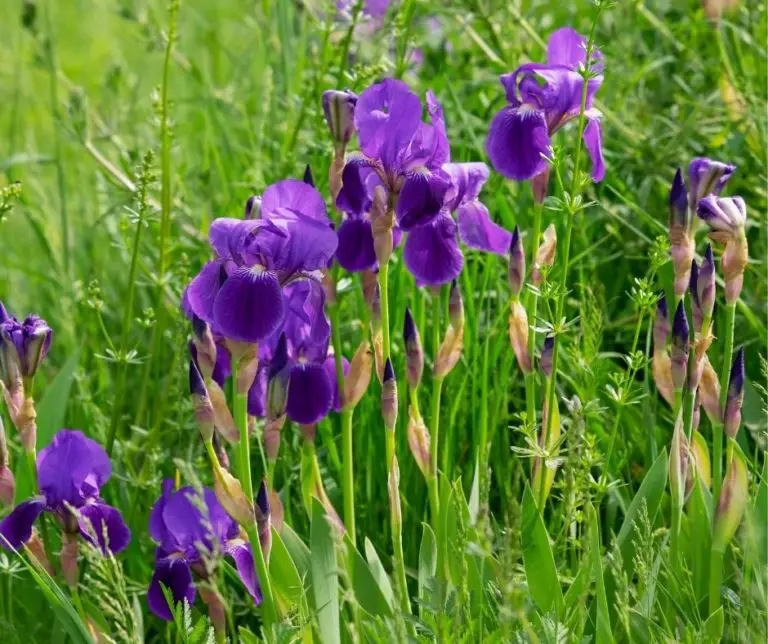 How Long Do Iris Bloom? Gardening Slash