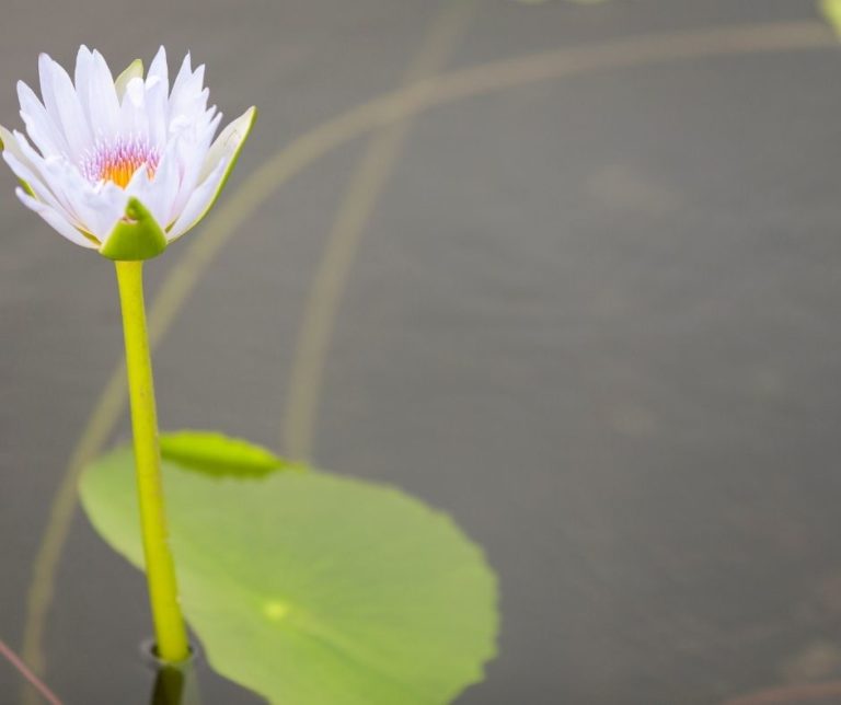 How Long Does Peace Lily Flower Last? Gardening Slash