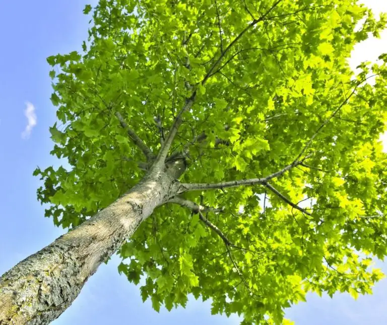 how-long-does-a-maple-tree-take-to-grow-gardening-slash