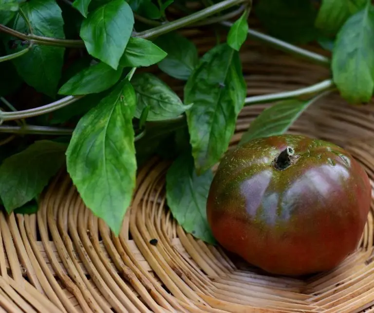 How To Prune Brandywine Tomatoes? Gardening Slash