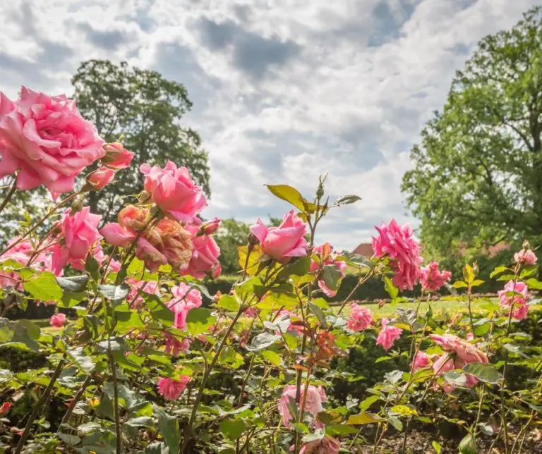 How To Revive Roses That Have Dropped? Gardening Slash