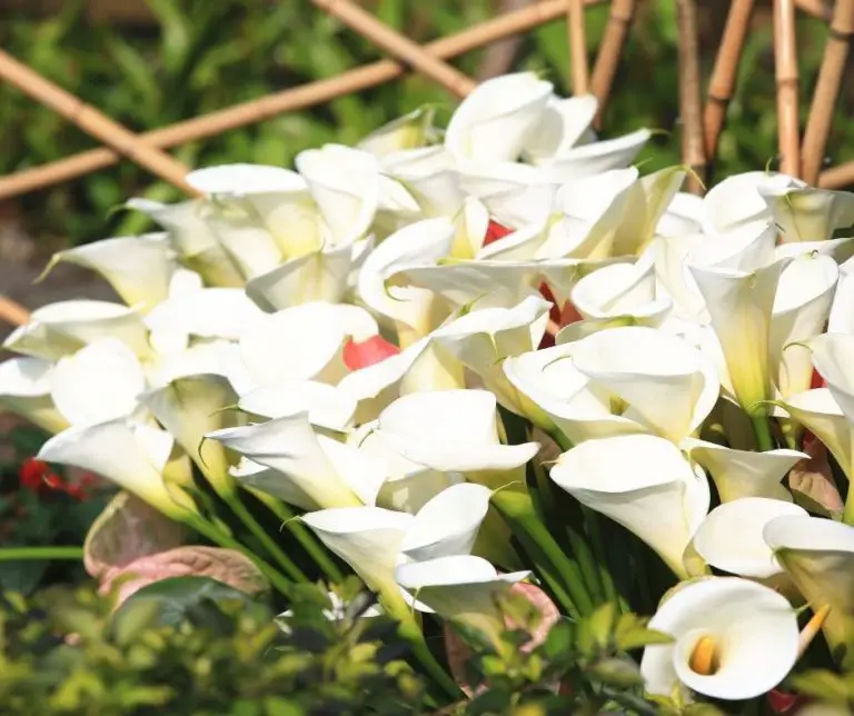 How to Dry Calla Lilies? Gardening Slash