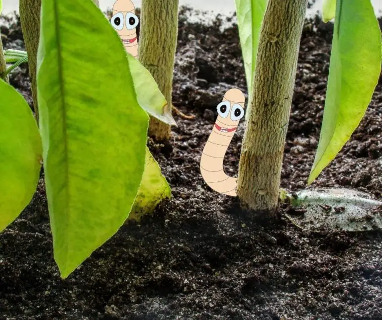How To Get Rid Of Worms IN Potted Plants Naturally? Gardening Slash