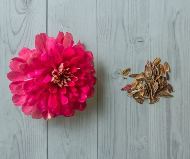 How to Get Seeds from Zinnias? Gardening Slash
