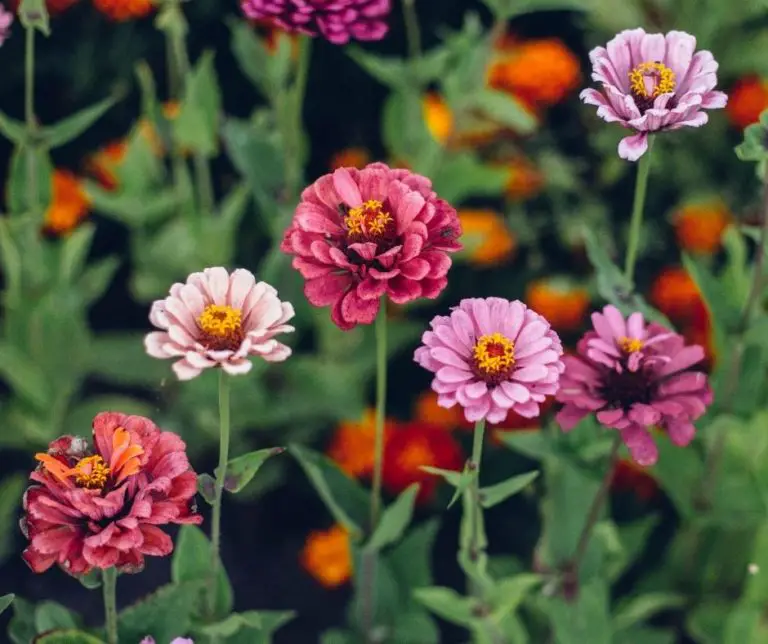 How To Get Zinnia Seeds From Flower? Gardening Slash