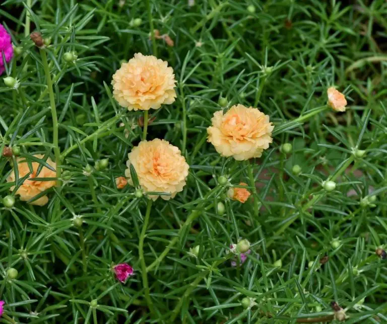 How to Grow Moss Rose from Cuttings? Gardening Slash