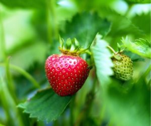 How To Grow Strawberries In San Diego