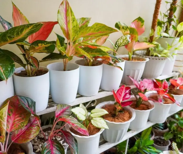 How to Plant Alocasia Bulbs? Gardening Slash