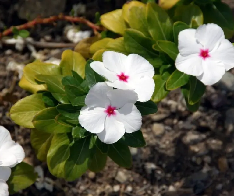 How to Propagate Annual Vinca? Gardening Slash