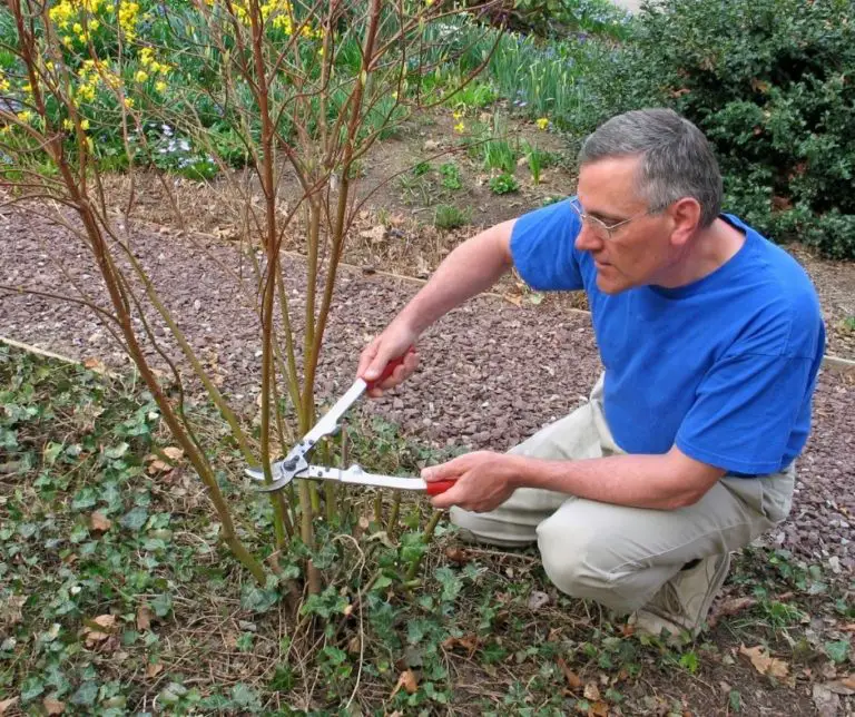 How to Prune Dogwood? Gardening Slash