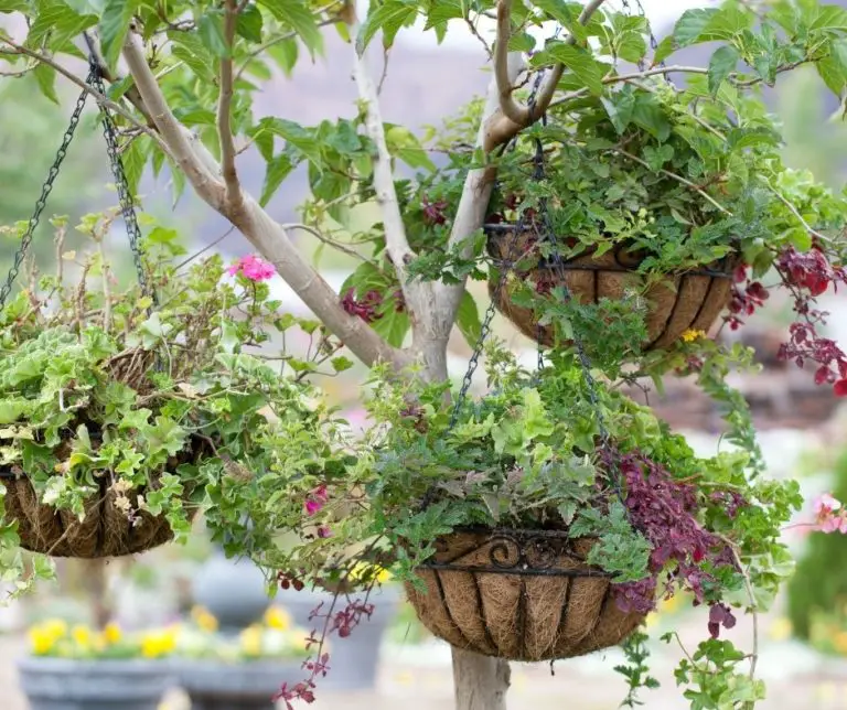 How to Revive Hanging Basket? Gardening Slash