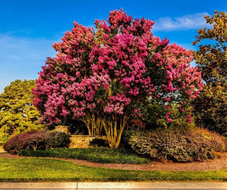 How to Trim a Crepe Myrtle Bush? Gardening Slash