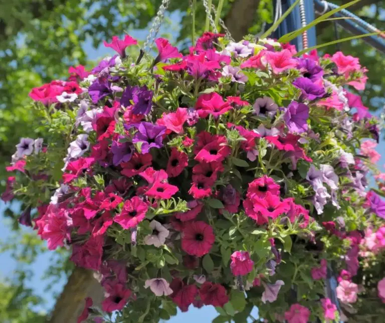 How To Plant Morning Glory IN A Hanging Basket? Gardening Slash