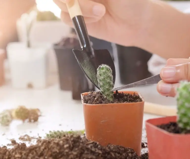How To Propagate Cactus Arm? Gardening Slash