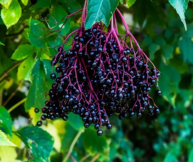 How to Prune Elderberry? Gardening Slash
