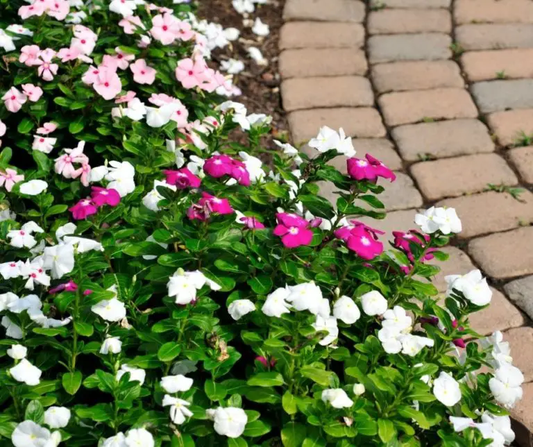 How To Prune Impatiens? Gardening Slash