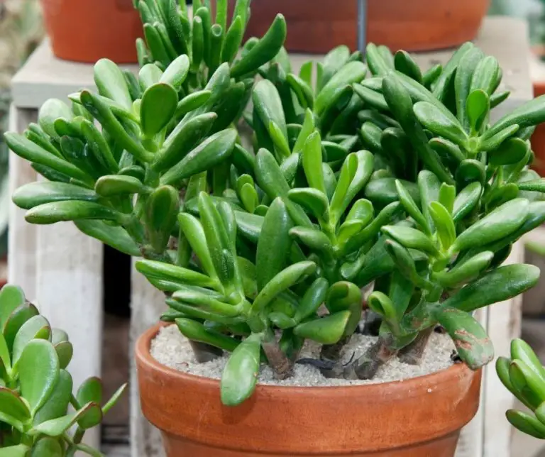 How To Prune Jade? Gardening Slash