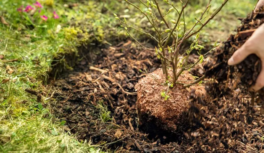 The Best Mulch For Blueberry Plants Gardening Slash