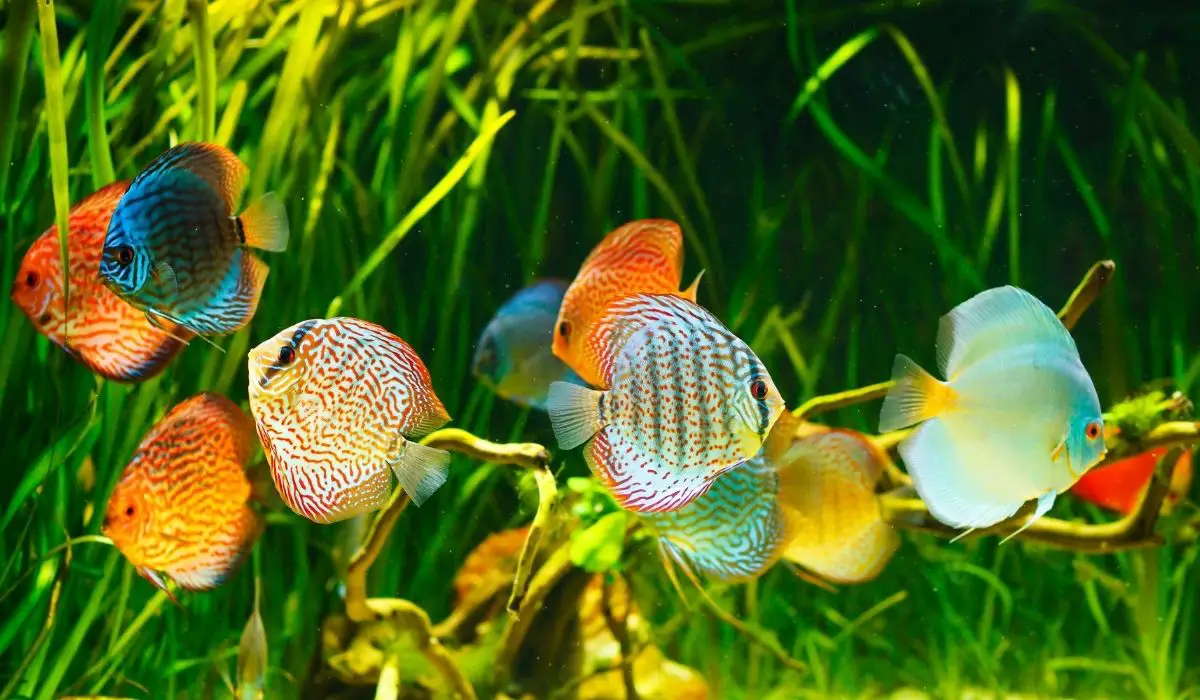 The Best Plants For A Discus Tank