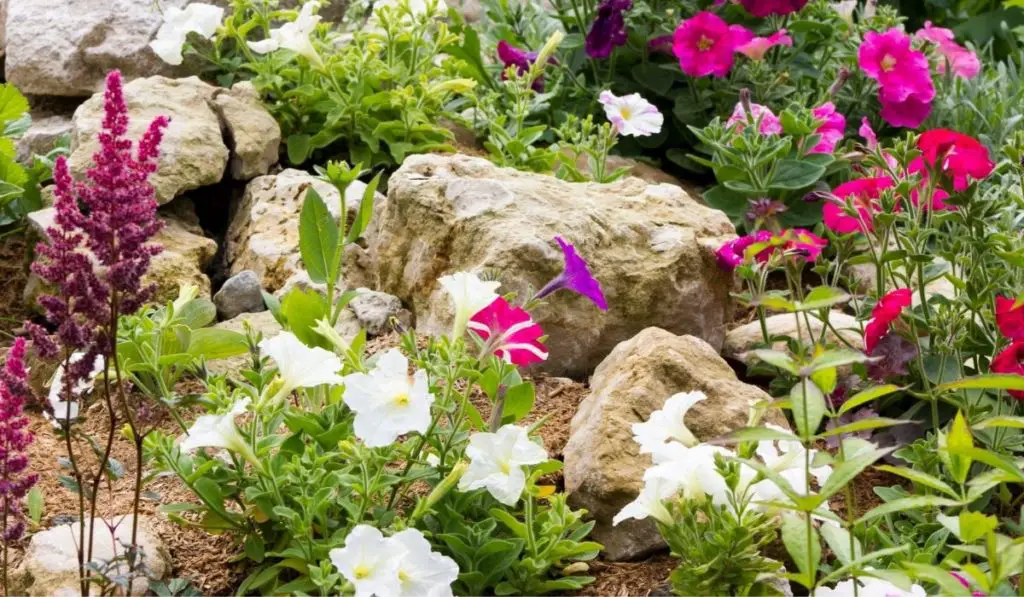 The Best Plants For River Rock In 2022 Gardening Slash
