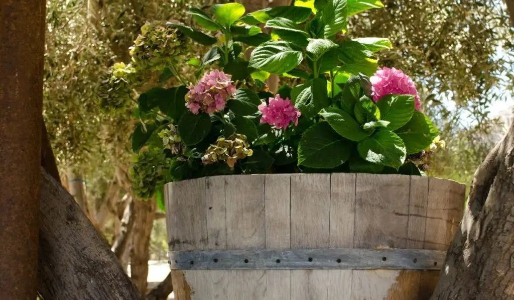 The Best Plants For Wine Barrels + The Best Growing Conditions