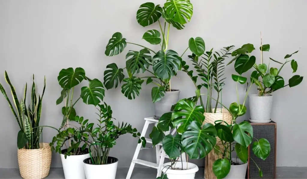 The Best Pots For Monstera Plants The Right Drainage! Gardening Slash