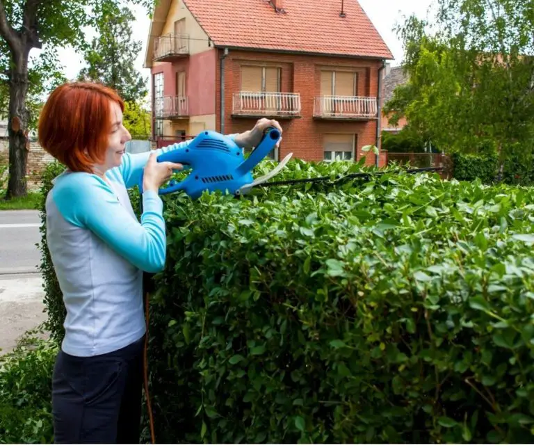 How to Trim Box Hedges? Gardening Slash