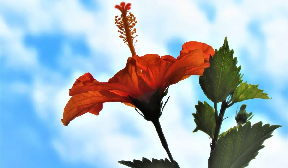 What Is The Best Insecticide For Hibiscus Plants