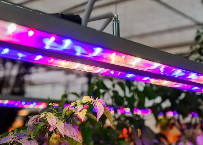 What is the difference between LED lights and LED grow lights